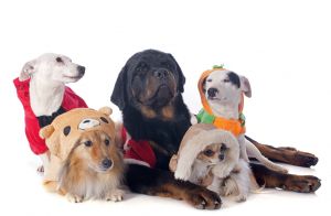 dogs dressed up